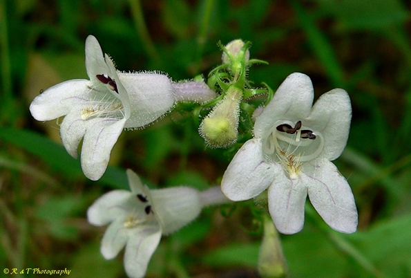 {Penstemon laevigatus}